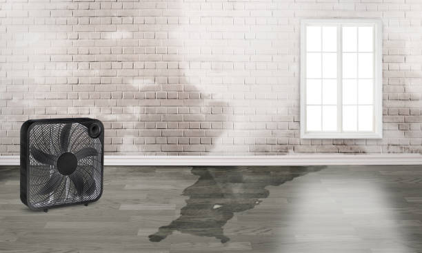 Best Local water damage restoration  in Grand Bay, AL